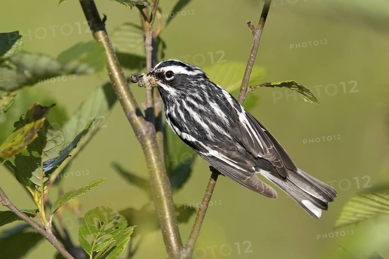 Black-and-white Warbler Mniotilta varia Tamarack, Aitkin County, Minnesota, USA 24 June Adult Male Paurilidae