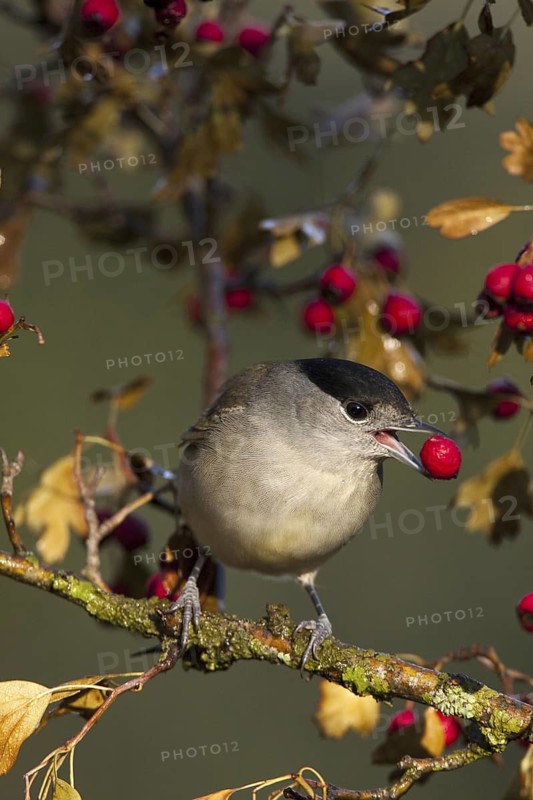 Eurasian Blackcap (Sylvia atricapilla) male, Castile-La Mancha, Spain