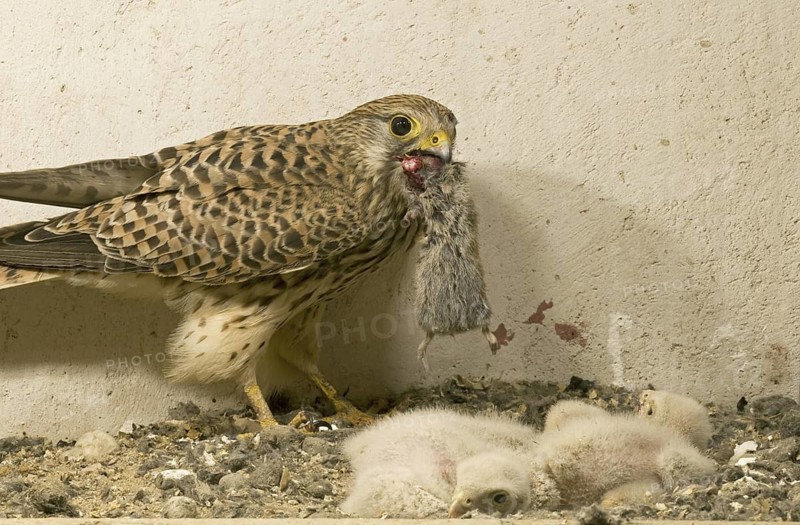 Common Kestrel (Falco tinnunculus) juvenile, Saxony, Germany