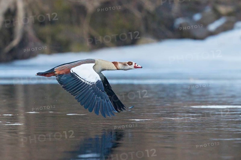 Egyptian Goose (Alopochen aegyptiaca) flying, Baden-Wuerttemberg, Germany