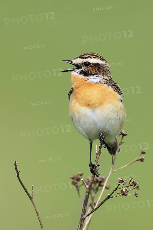 Whinchat (Saxicola rubetra) male singing, Brandenburg, Germany