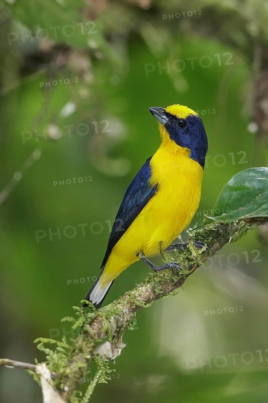 Thick-billed Euphonia (Euphonia laniirostris) perched on a branch in the mountains of Colombia, South America