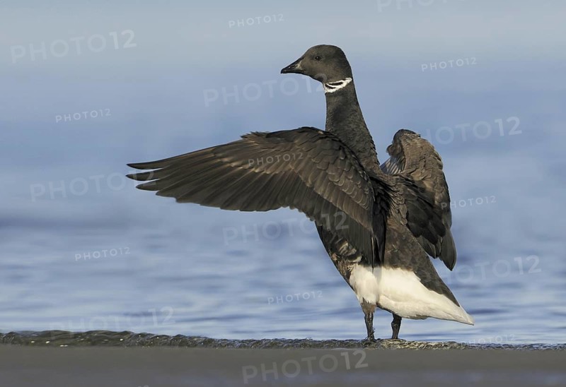 Brant Goose (Branta bernicla), British Columbia, Canada