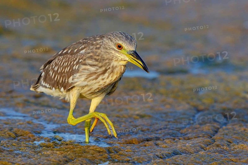 Black-crowned Night Heron, Night Heron, Black-crowned Night-Heron, Nycticorax nycticorax, Bihoreau gris, Héron bihoreau, Martinete Común Muscat, Quarayyat, Muscat, Oman