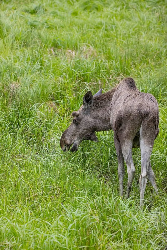 One adult male moose or elk, Alces alces, grazing on a meadow with tall fresh green grass
