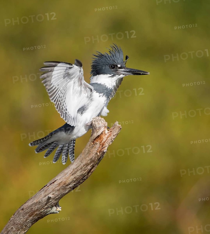 Belted Kingfisher (Megaceryle alcyon) male perched on a branch, Florida, USA