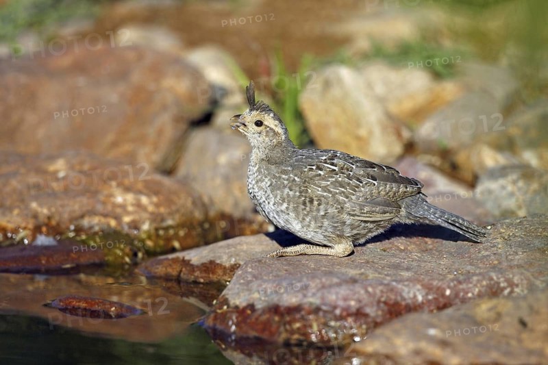 Gambel's Quail Callipepla gambelii Amado, Santa Cruz County, Arizona, United States 19 May Immature drinking. Phasianidae