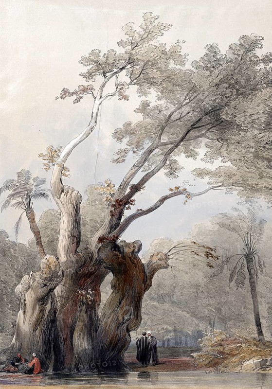 The Sacred Tree of Metereah, Egypt, c. 1850, Historical, digitally restored reproduction from a 19th century original, exact date unknown