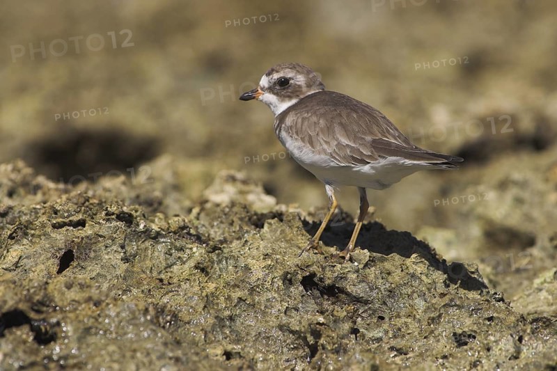 Semipalmated Plover (Charadrius semipalmatus), Costa Rica