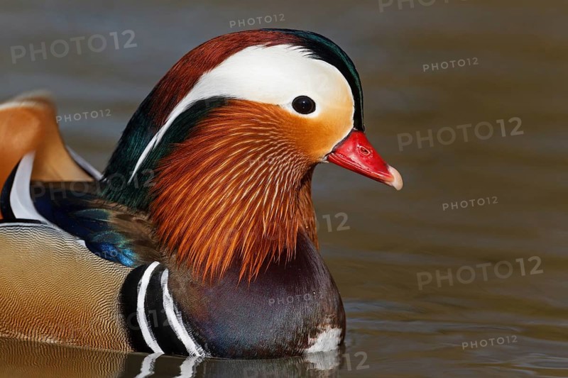 Mandarin Duck (Aix galericulata) male, Baden-Wuerttemberg, Germany