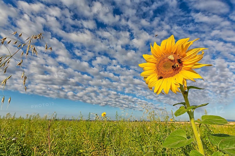 Common sunflower, (Helianthus annuus), flower, plant, blue sky, blossom, flowering, aster family, Plateau Oberflörsheim, district Alzey, Rhineland-Palatinate, Federal Republic of Germany