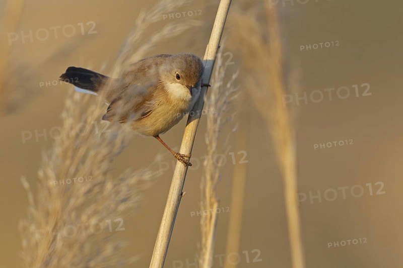 Menetries's Warbler (Sylvia mystacea) female, Sanliurfa, Turkey