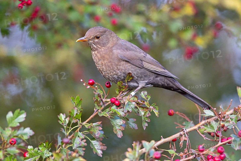 Blackbird (Turdus merula), one, individual, biotope, habitat, perch, garden, Neuhofen, Rhineland-Palatinate, Federal Republic of Germany