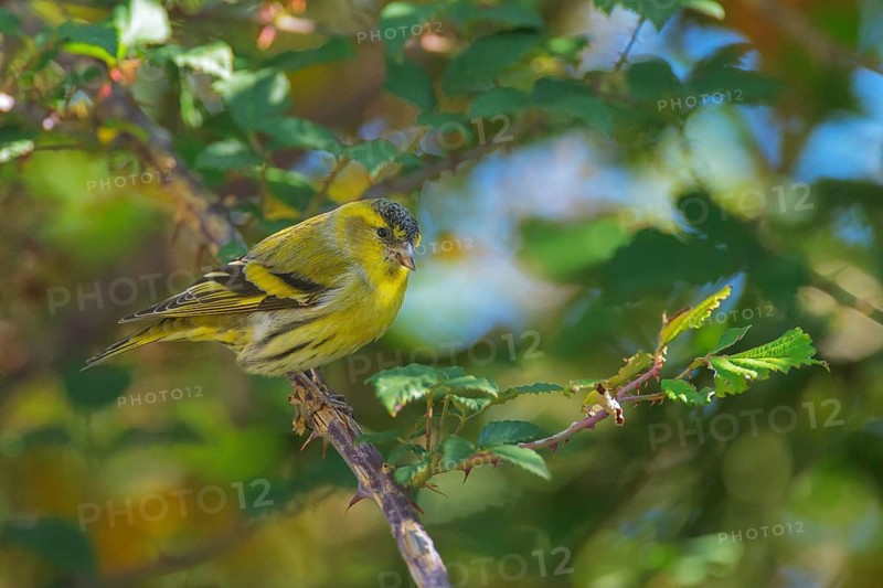 Eurasian Siskin (Spinus spinus) male, Abruzzo, Italy
