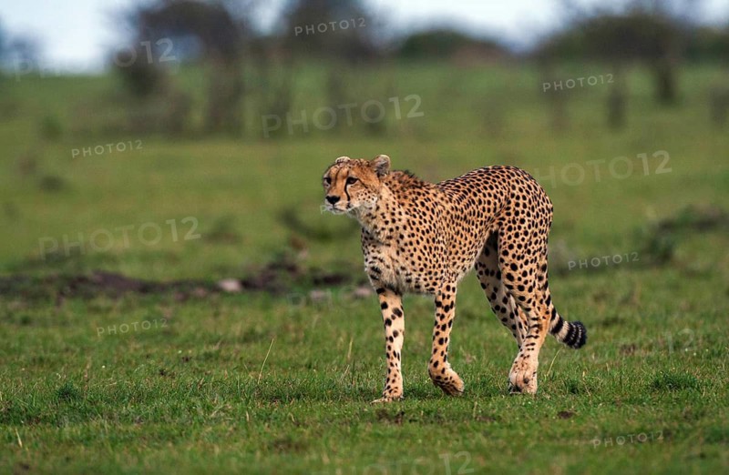 Cheetah (Panthera pardus), South Africa