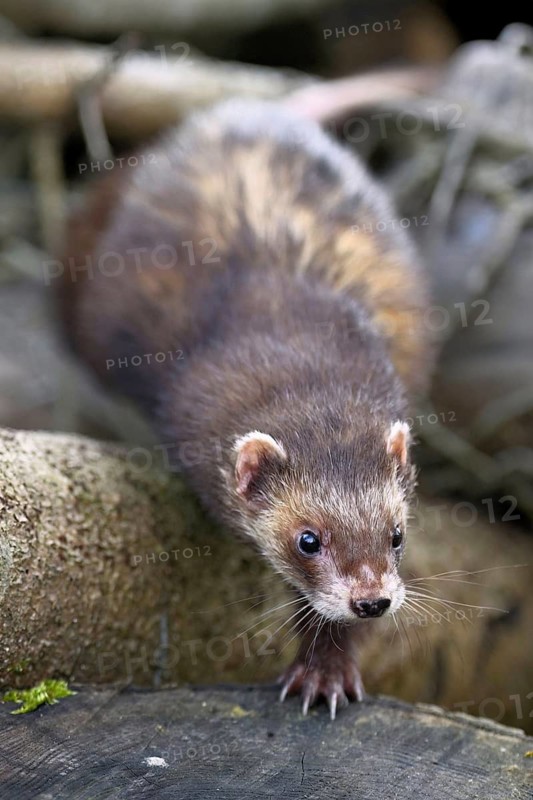 European polecat (Mustela putorius) also known as ferret, sitting on woodpile, captive, Switzerland