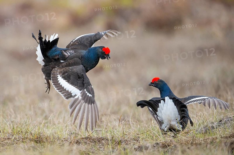 Black grouse (Lyrurus tetrix), black grouse courtship in Sweden, Fågelsjö, Gävleborgs län, Sweden