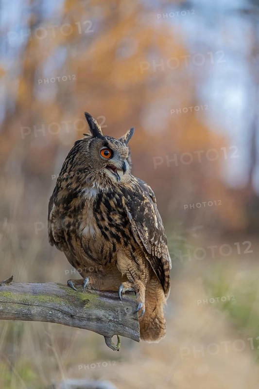 One Eurasian Eagle Owl, Bubo bubo, sitting on a root of a dead tree. A forest in fall foliage in the background
