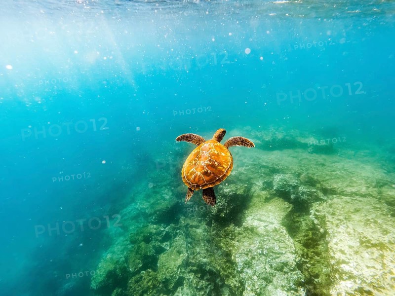 Green turtle (Chelonia mydas), underwater, Galapagos, Ecuador
