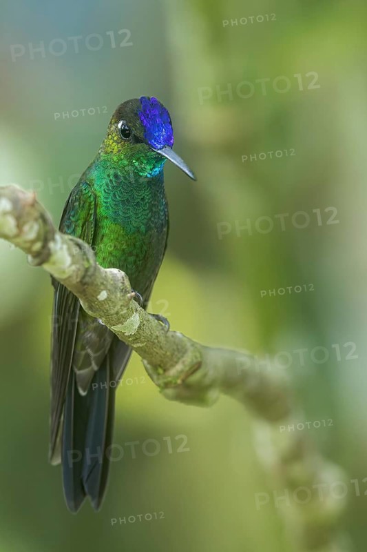 Violet-fronted Brilliant (Heliodoxa leadbeateri) perched on a branch in southern Ecuador