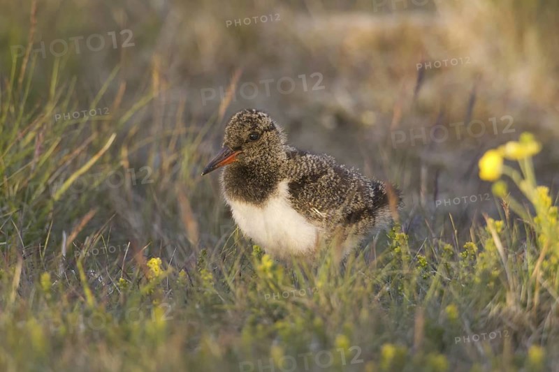 Eurasian Oystercatcher (Haematopus ostralegus) juvenile, Iceland