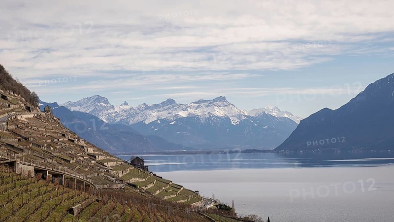 Sunny winter view of the steep Lavaux vineyards, a UNESCO World Heritage site, overlooking the serene Lake Geneva and snow-capped Alps in the backdrop, highlighting the unique beauty of the Swiss and French borders