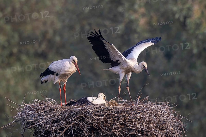 White Stork (Ciconia ciconia) adult with juveniles in nest, Netherlands