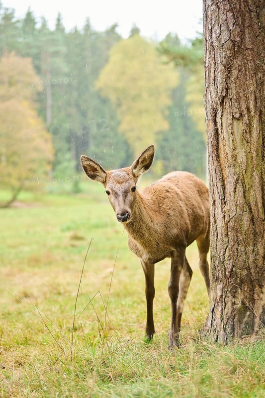Red deer (Cervus elaphus) hind walking on a meadow, Bavaria, Germany