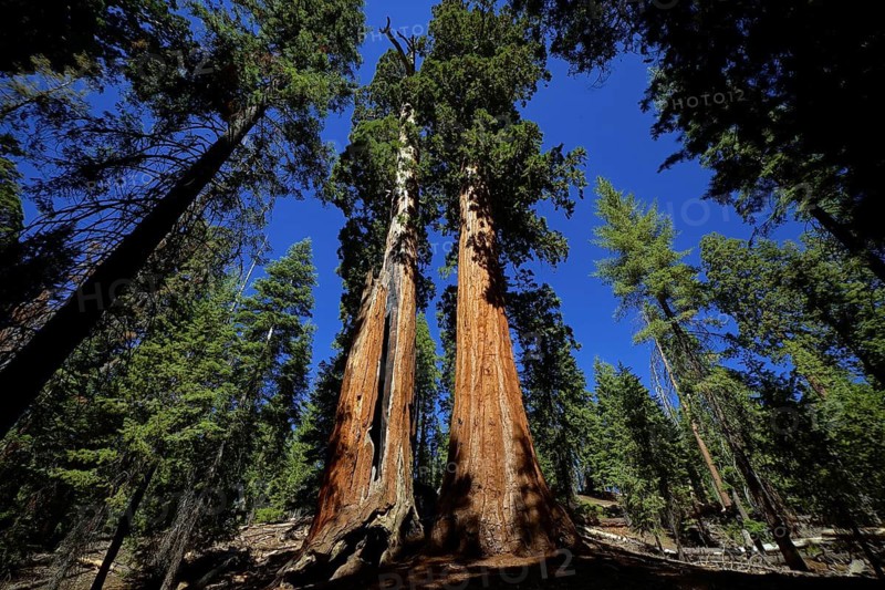 USA, California, Sequoia National Park, plant, tree, trees, giant sequoia, mountain sequoia, cypress family