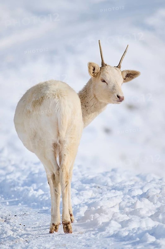 European fallow deer (Dama dama) buck on a snowy meadow in the mountains in tirol, Kitzbühel, Wildpark Aurach, Austria