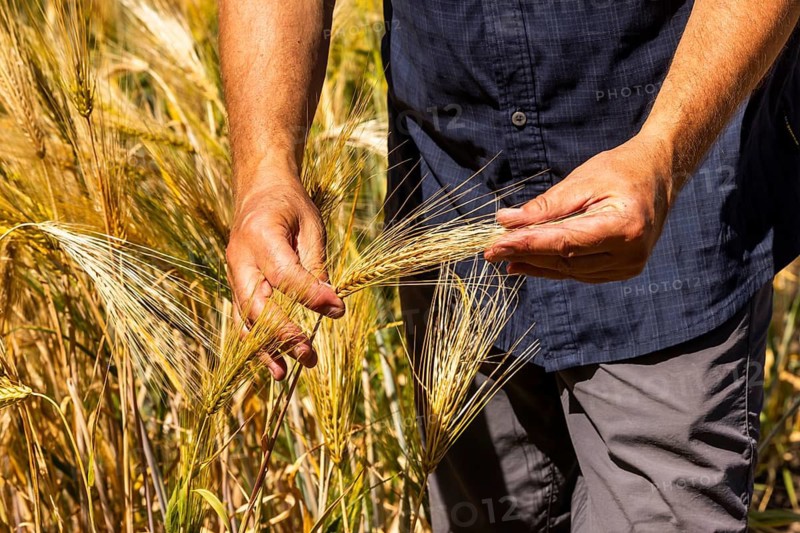 Experimental field with winter barley (Hordeum vulgare) at the Leibniz Institute of Plant Genetics and Crop Plant Research IPK Gatersleben, Seeland, Saxony-Anhalt, Germany