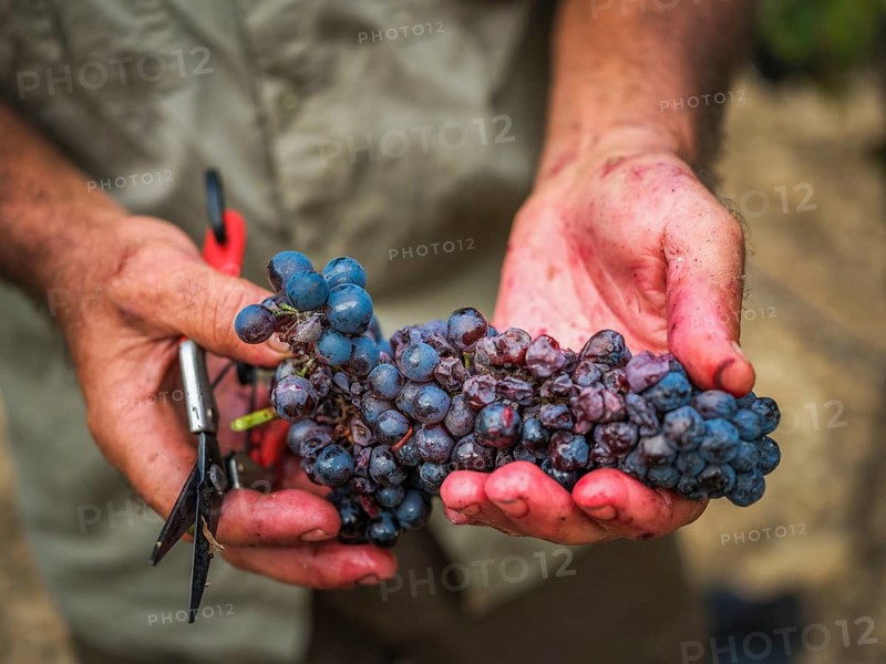 Close-up of hands holding a freshly picked cluster of grapes in a Mallorca vineyard, symbolizing the island's rich viticulture tradition and the harvest season