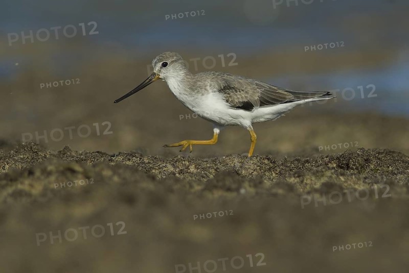 Terek Sandpiper (Xenus cinereus), Oman