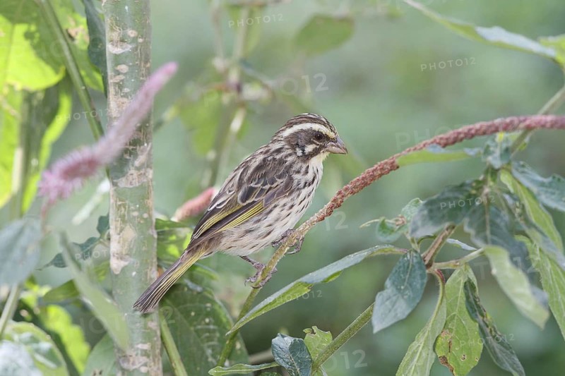 Streaky Seedeater, Crithagra striolata