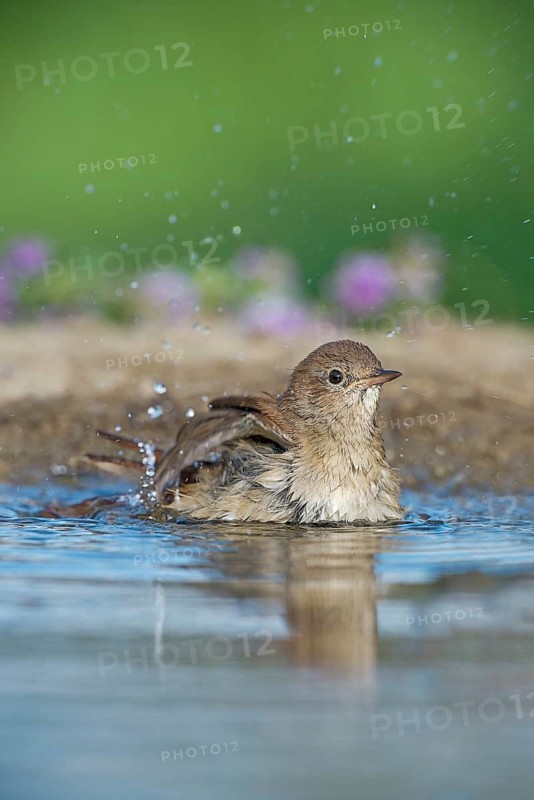 Common Nightingale (Luscinia megarhynchos) bathing in waterhole, Aosta Valley, Italy