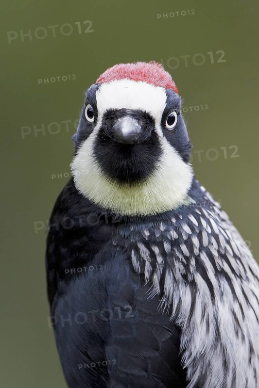 Acorn Woodpecker (Melanerpes formicivorus) perched on a branch in Costa Rica, Central America