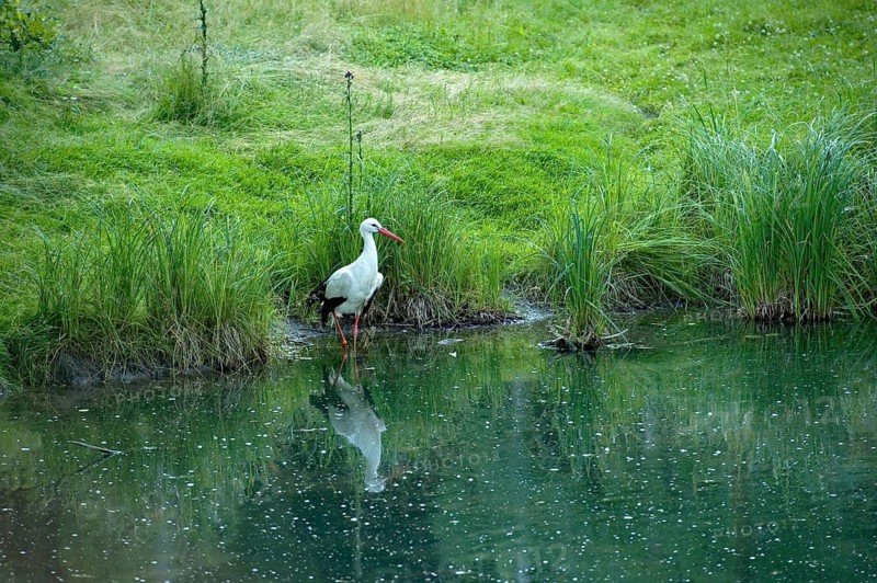 White stork (Ciconia ciconia) foraging in shallow water on the shore between reeds and tall grass of a forest pond, Poing Wildlife Park, Upper Bavaria, Bavaria, Germany