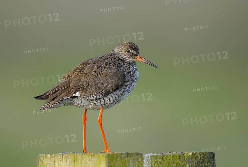 Rotschenkel (Tringa totanus), Redshank, Altvogel auf Sitzwarte, Mai, Nijkerk, Niederlande