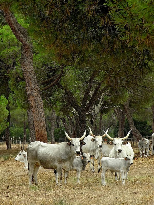 White cattle (Bos taurus) with long horns, Maremmana primitivo, cows with calves, dry grass, pine forest, Pineta, Parco Regionale della Maremma, Maremma nature park Park, Alberese, Province of Grosseto, Tuscany, Italy