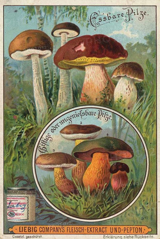 Picture series Comparison of edible mushrooms and poisonous mushrooms, Liebig picture, digitally restored reproduction of a collector's picture from around 1900, public domain, exact date unknown, illustration of edible and poisonous mushrooms with botanical details and colourful design
