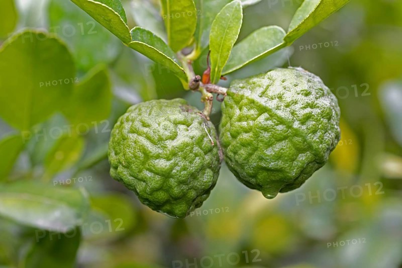 Citrus hystrix, kaffir lime, thai lime, makrut lime, citrus fruit, leaves, Stellenbosch Botanic Garden, Western Cape, South Africa