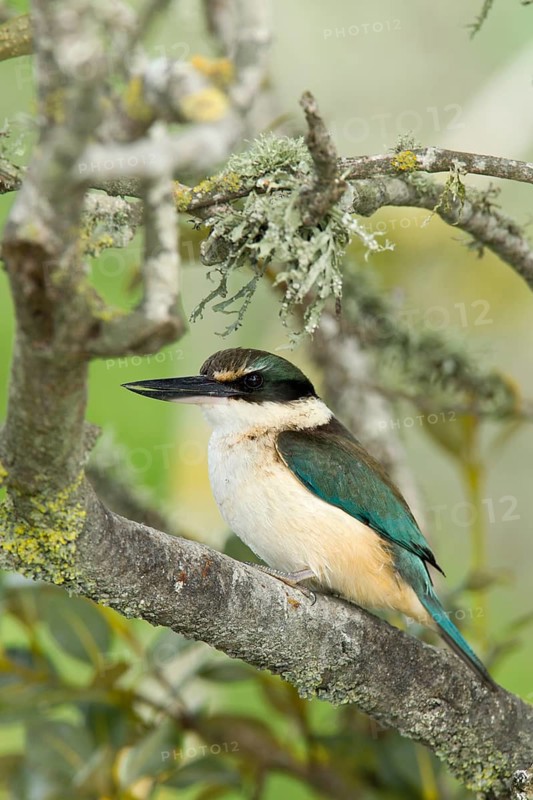 New Zealand kingfisher (Todiramphus sanctus vagans) perched in a mangrove tree
