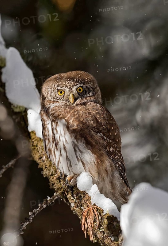 Eurasian Pygmy Owl (Glaucidium passerinum) perched on a snowy branch, Aosta Valley, Italy