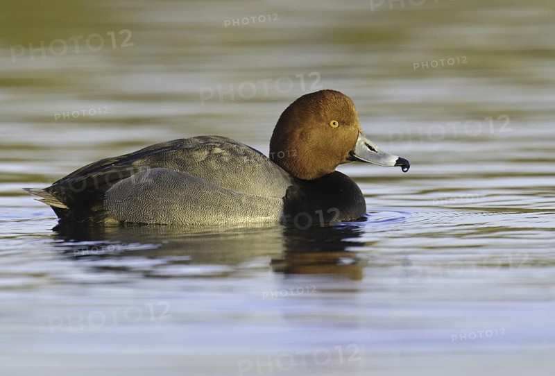 Redhead (Aythya americana) male, Arizona, USA