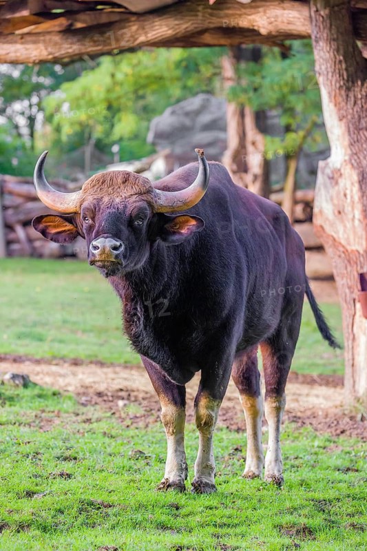 A male Gaur (Bos gaurus gaurus) stands on a green meadow under a shelter
