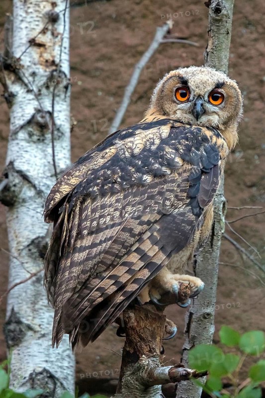 Eurasian Eagle-owl, (Bubo bubo), sitting on a birch trunk, animals, birds, owl, owls, Kaiserslautern, Rhineland-Palatinate, Germany