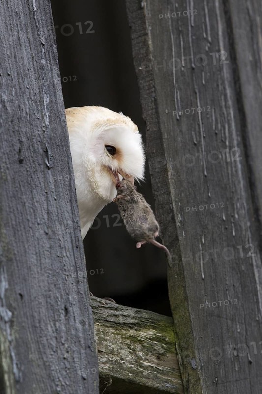 Western Barn Owl (Tyto alba)