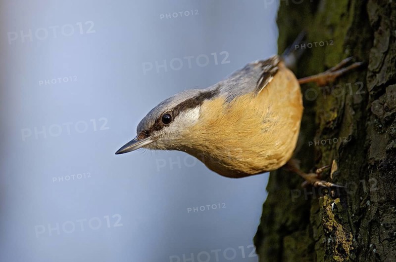 Eurasian Nuthatch (Sitta europaea), North Rhine-Westphalia, Germany