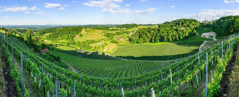 Landscape of the wine yards growing on the hills of southern styria, Austria