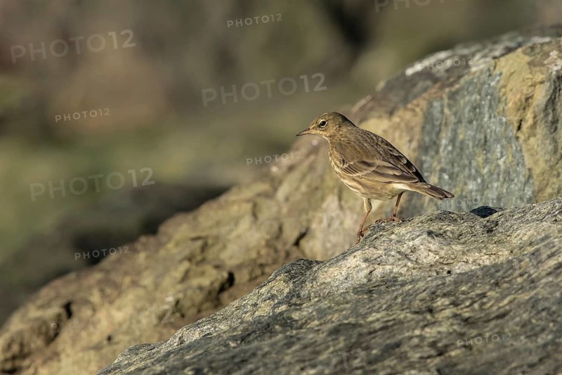 Eurasian Rock Pipit (Anthus petrosus) perched on a rock, Mecklenburg-Western Pomerania, Germany